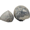 Sea Urchin - Pyritized Fossil - Germany - Mesozoic Era