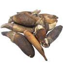 Seal Tooth - Fossil - Alaska, USA - Cenozoic