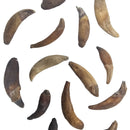 Seal Tooth - Fossil - Alaska, USA - Cenozoic