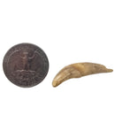 Seal Tooth - Fossil - Alaska, USA - Cenozoic