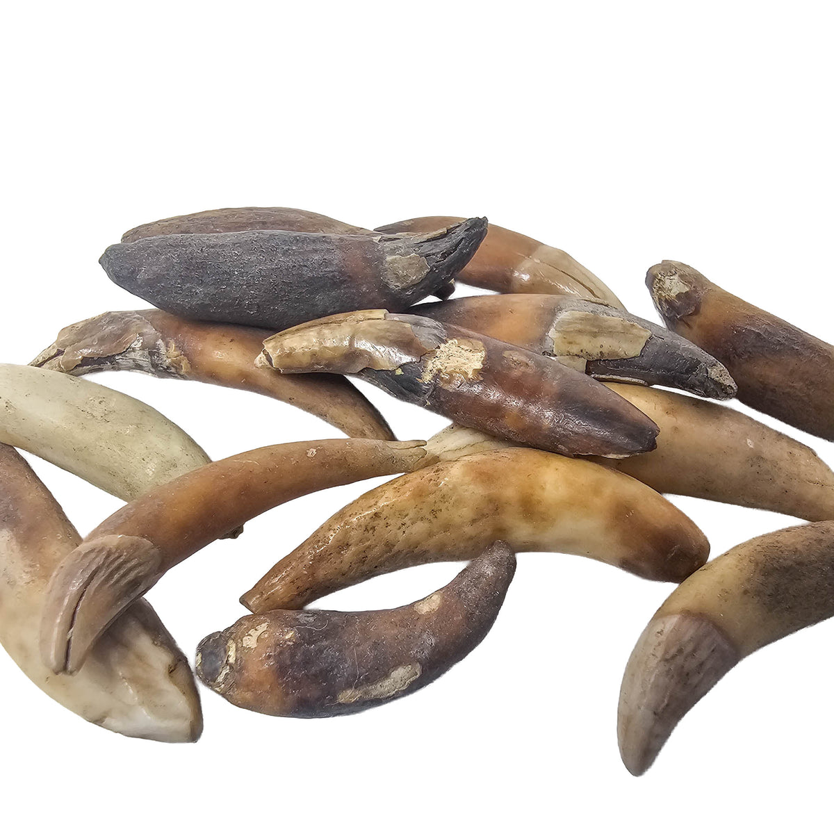 Seal Tooth fossil from Alaska, USA.