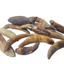 Seal Tooth - Fossil - Alaska, USA - Cenozoic