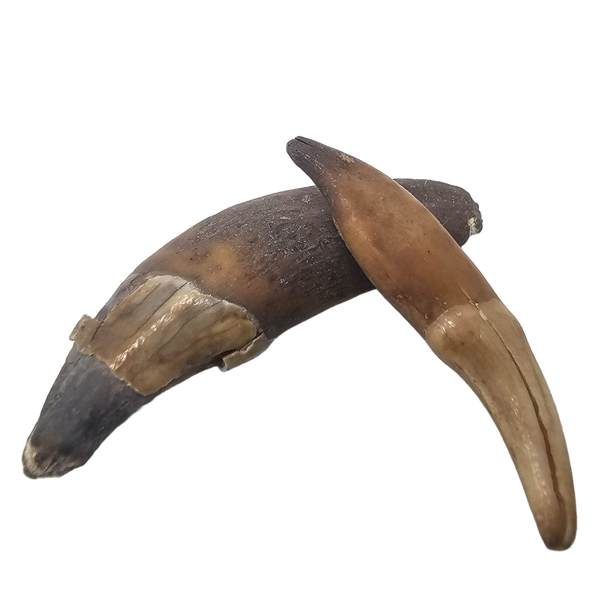 Seal Tooth fossil from Alaska, USA.