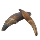 Seal Tooth - Fossil - Alaska, USA - Cenozoic