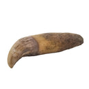 Seal Tooth - Fossil - Alaska, USA - Cenozoic