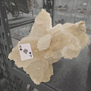 Selenite - Statement Specimen - Mexico - Crown Chakra 