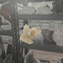 Selenite - Statement Specimen - Mexico - Crown Chakra 
