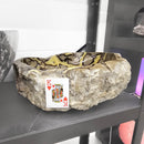 Septarian - Carved and Polished Bowl - Statement Specimen - Madagascar - Root (Base), Sacral, and Solar Plexus chakras