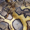 Septarian - Carved and Polished Bowl - Statement Specimen - Madagascar - Root (Base), Sacral, and Solar Plexus chakras