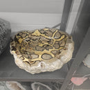 Septarian - Carved and Polished Bowl - Statement Specimen - Madagascar - Root (Base), Sacral, and Solar Plexus chakras