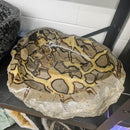 Septarian - Carved and Polished Bowl - Statement Specimen - Madagascar - Root (Base), Sacral, and Solar Plexus chakras