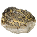 Septarian - Carved and Polished Bowl - Statement Specimen - Madagascar - Root (Base), Sacral, and Solar Plexus chakras
