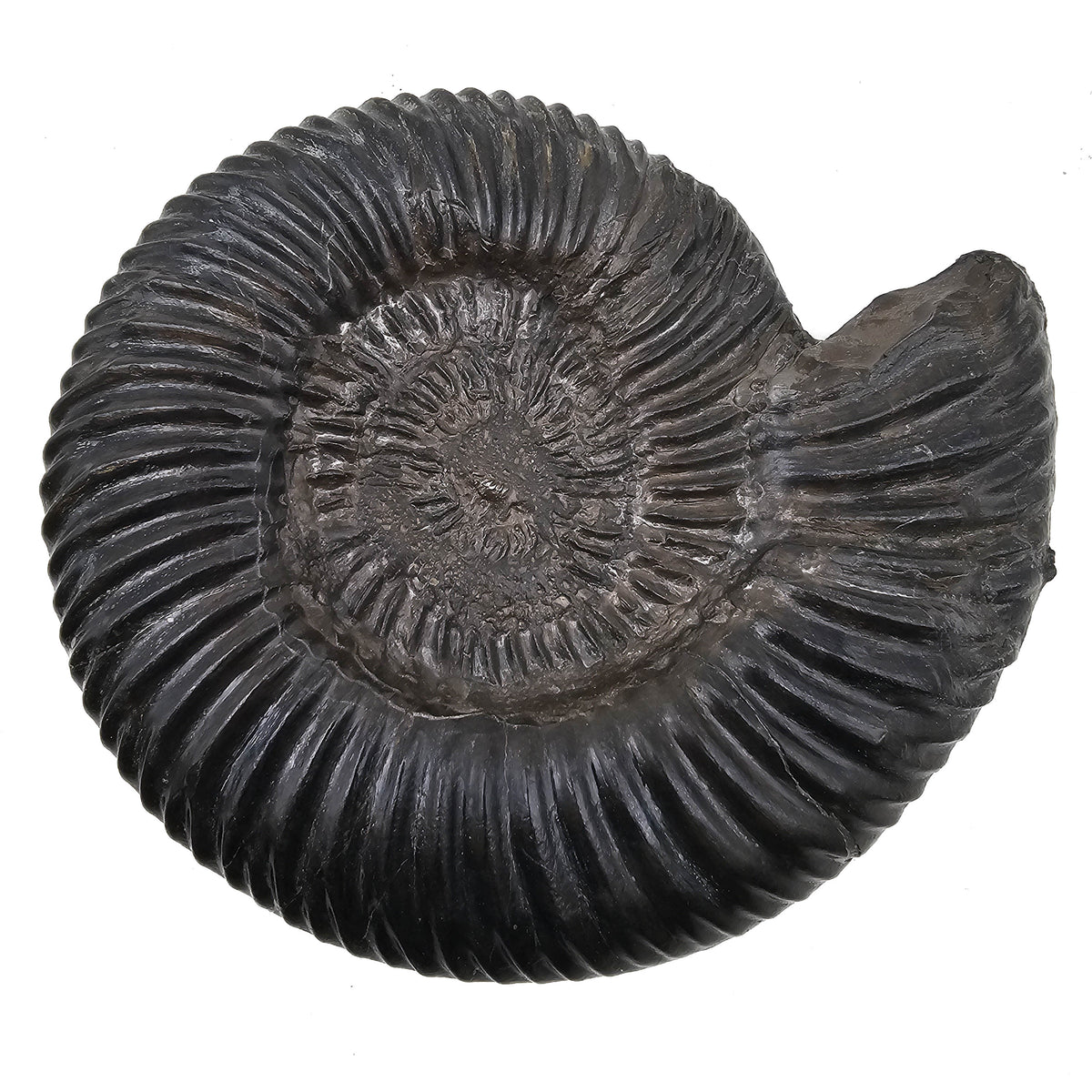 Parkinsonia Ammonite fossil specimen from Parkinsoni Beds, North Rhine-Westphalia, Germany.