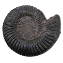 Parkinsonia Ammonite - Fossil Specimen
