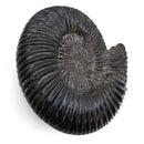 Parkinsonia Ammonite - Fossil Specimen