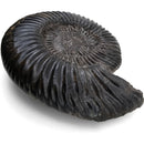 Parkinsonia Ammonite - Fossil Specimen