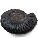 Parkinsonia Ammonite - Fossil Specimen