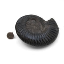 Parkinsonia Ammonite - Fossil Specimen