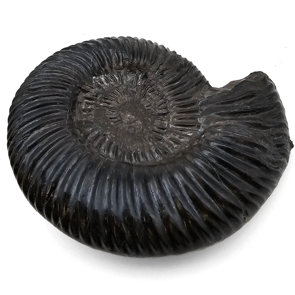 Parkinsonia Ammonite fossil specimen from Parkinsoni Beds, North Rhine-Westphalia, Germany.