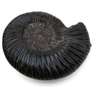 Parkinsonia Ammonite - Fossil Specimen