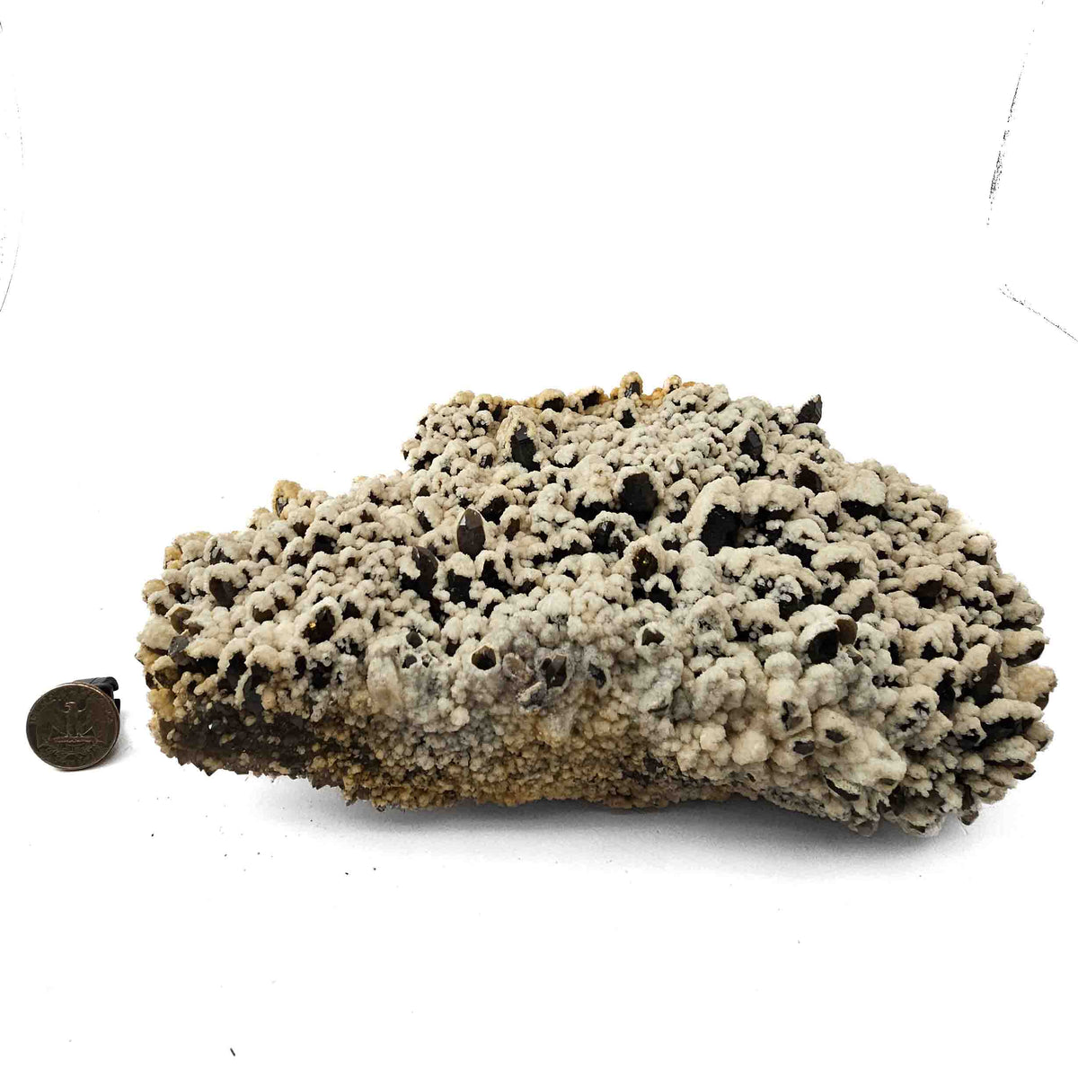 Calcite on Smoky Quartz specimen from Baia Mare mining district, Maramureș County, Romania.