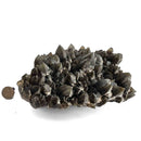 Smoky and Morion Quartz - Specimen