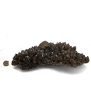 Pyrite on Morion Quartz - Specimen