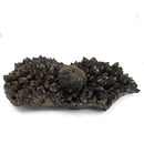 Pyrite on Morion Quartz - Specimen