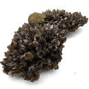 Pyrite on Morion Quartz - Specimen