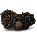 Pyrite on Morion Quartz - Specimen