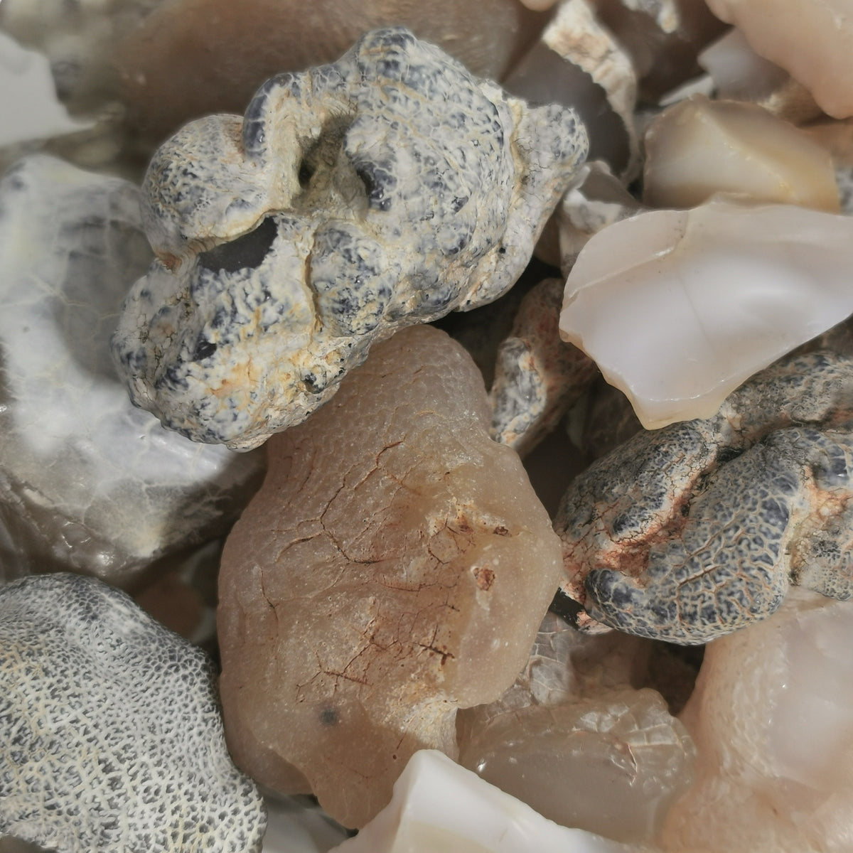 Snakeskin Agate (C-grade) tumble, a variety of chalcedony, from Rome, Oregon, USA.