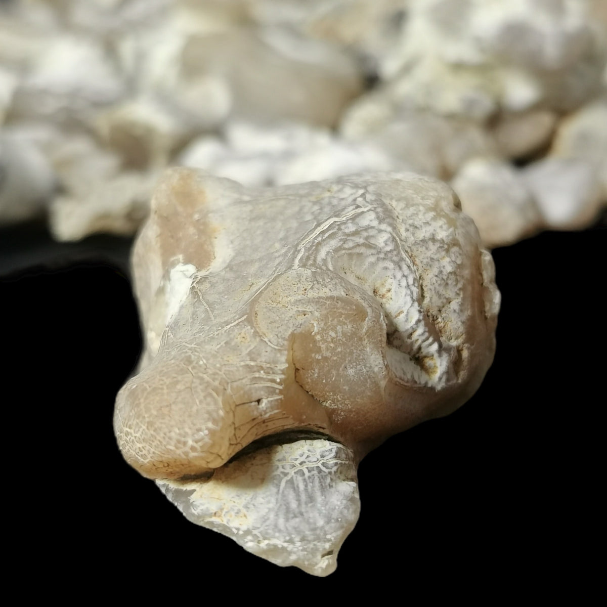 Snakeskin Agate (B-grade) tumble, a variety of chalcedony, from Rome, Oregon, USA.