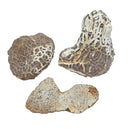 Snakeskin Agate - (A Grade) - Tumble - Oregon, USA - Root Chakra