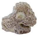 Snakeskin Agate - (A Grade) - Tumble - Oregon, USA - Root Chakra
