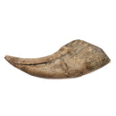 Spinosaurus Claw - Fossil Specimen