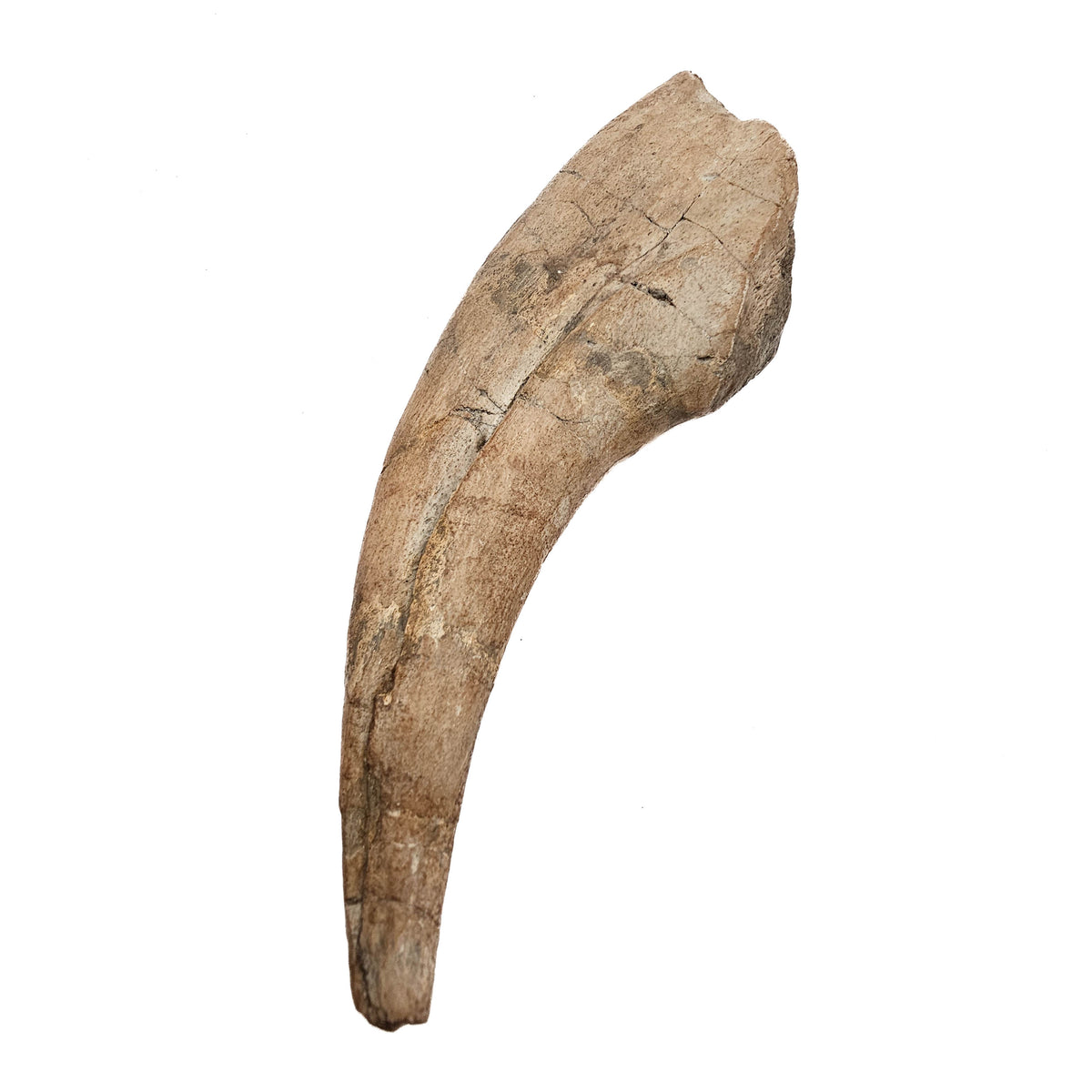 Spinosaurus Claw fossil specimen.