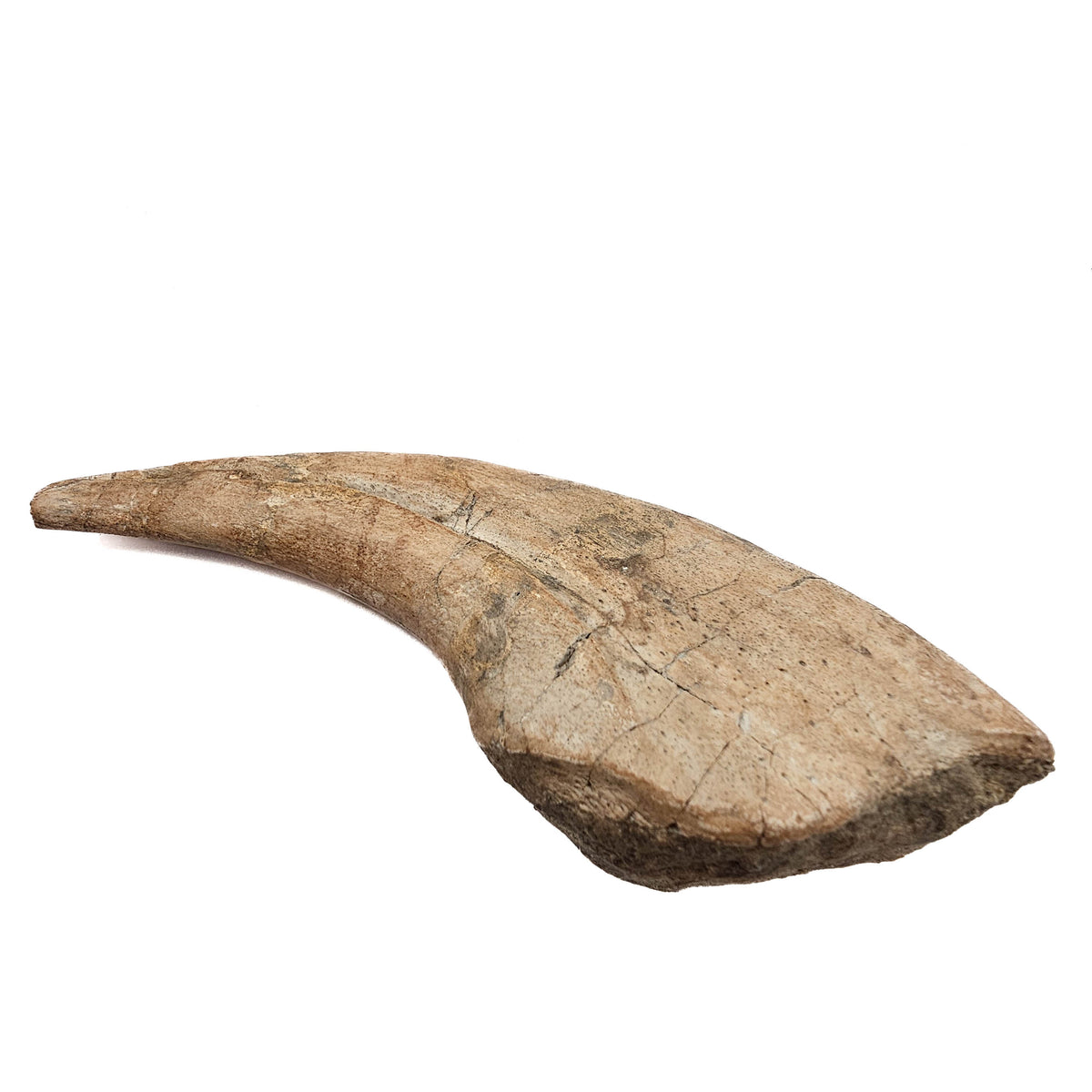 Spinosaurus Claw fossil specimen.