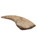Spinosaurus Claw - Fossil Specimen