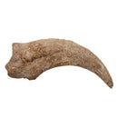 Spinosaurus Claw - Fossil Specimen