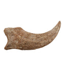 Spinosaurus Claw - Fossil Specimen