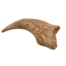 Spinosaurus Claw - Fossil Specimen