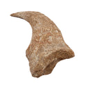 Spinosaurus Claw - Fossil Specimen