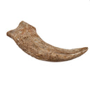 Spinosaurus Claw - Fossil Specimen