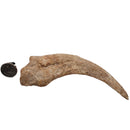 Spinosaurus Claw - Fossil Specimen