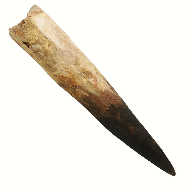 Spinosaurus Tooth - Fossil