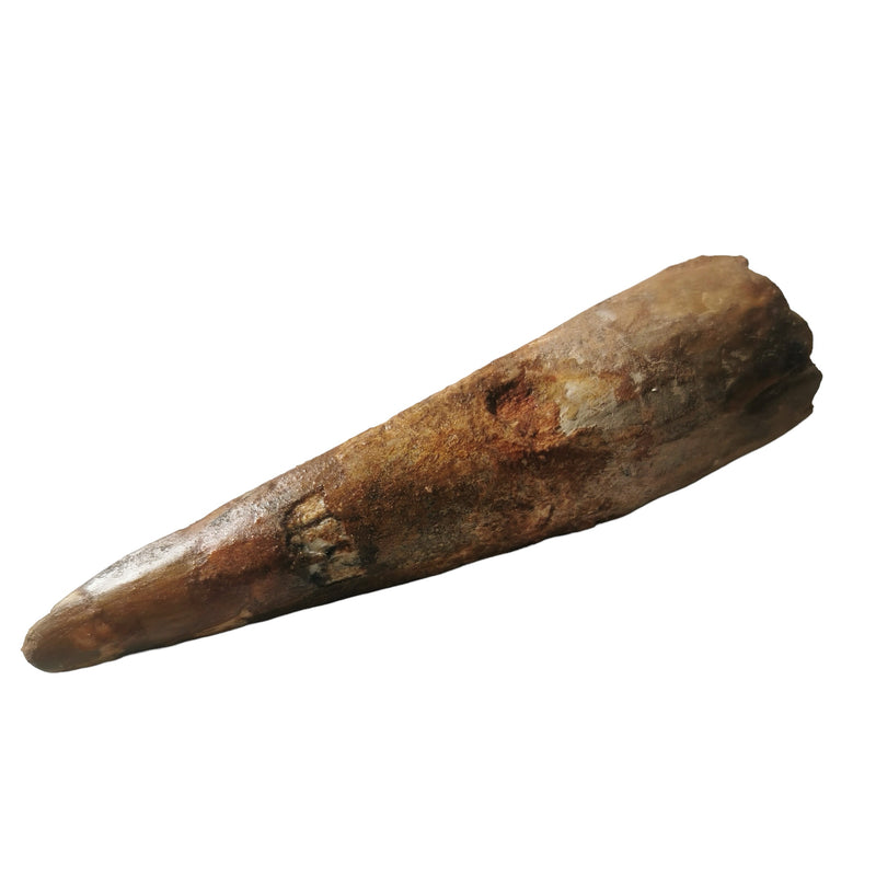 Spinosaurus Tooth - Fossil