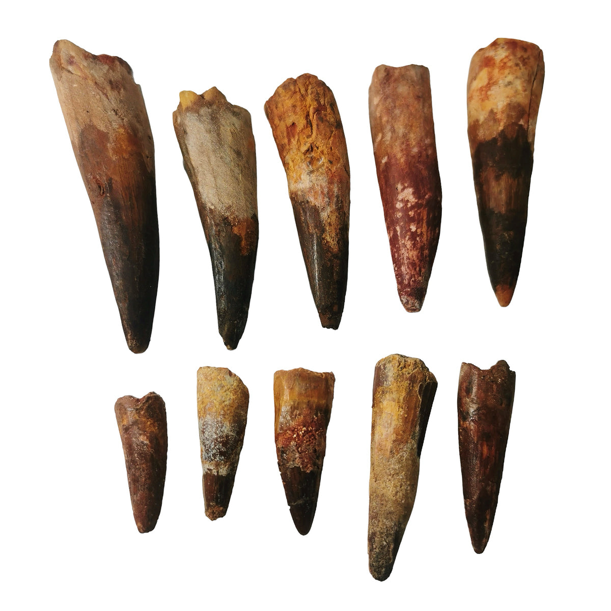 Spinosaurus Tooth fossil from Morocco.