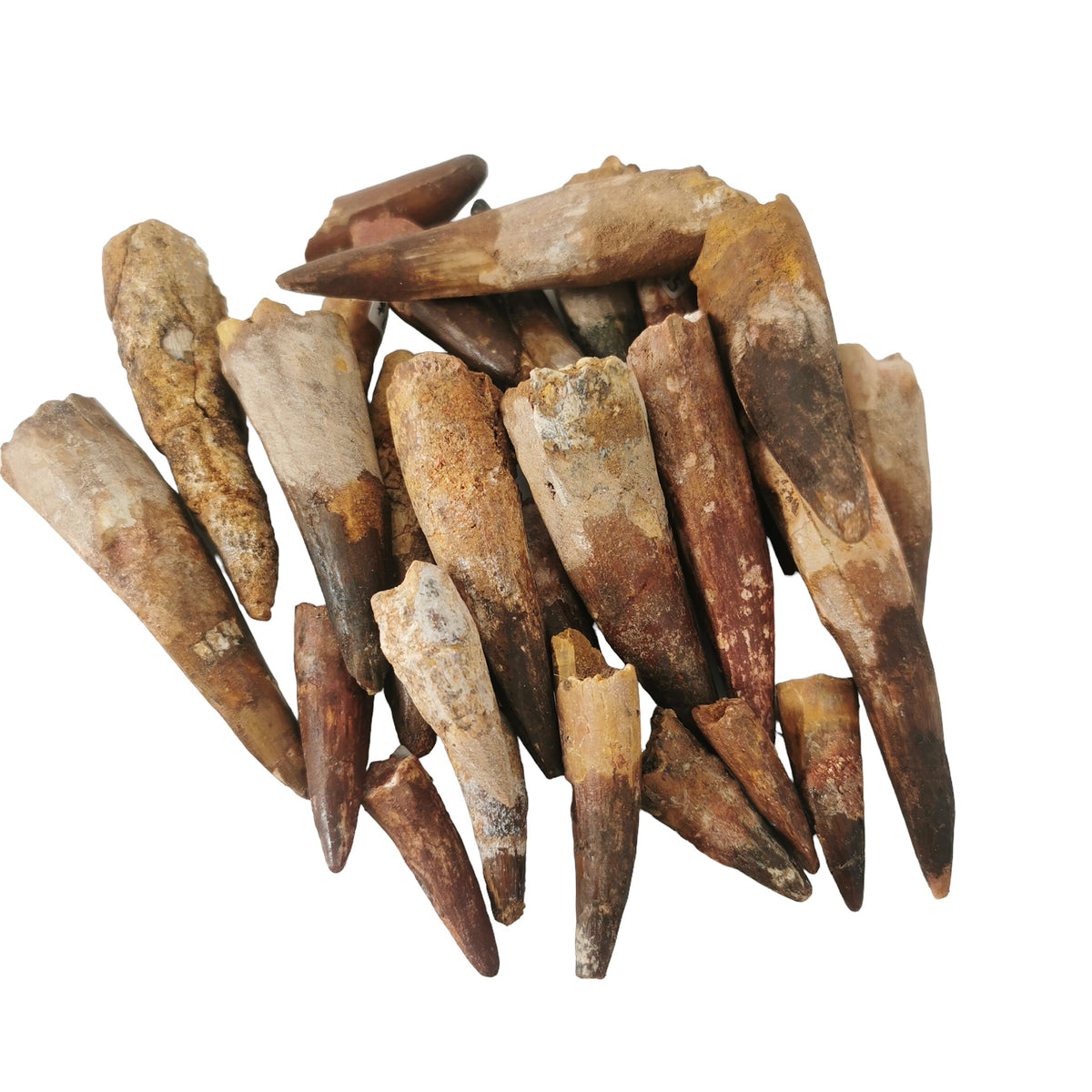 Spinosaurus Tooth fossil from Morocco.
