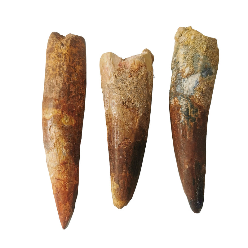 Spinosaurus Tooth - Fossil