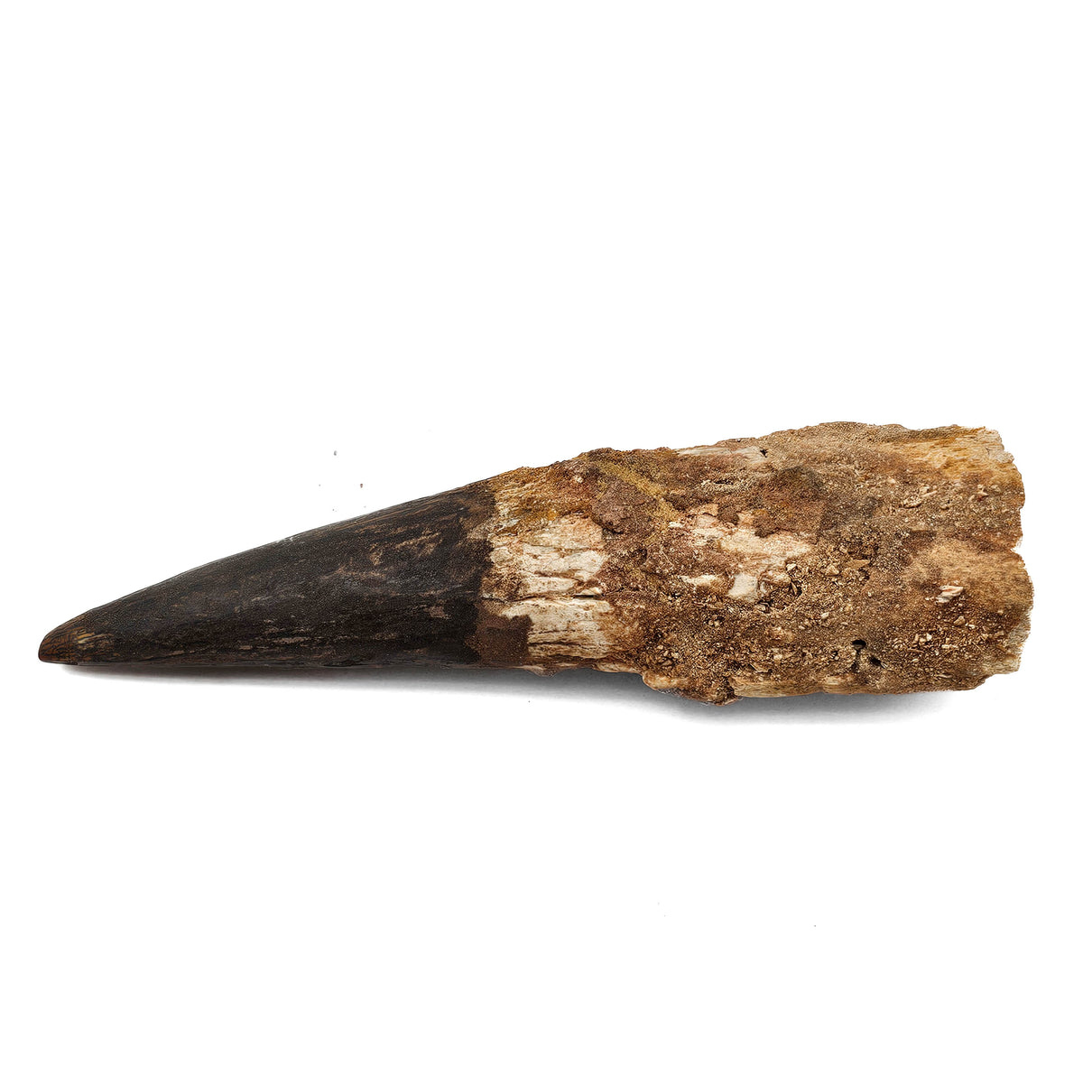 Spinosaurus Tooth fossil specimen from Kem Kem Beds, Sahara Desert, Morocco.